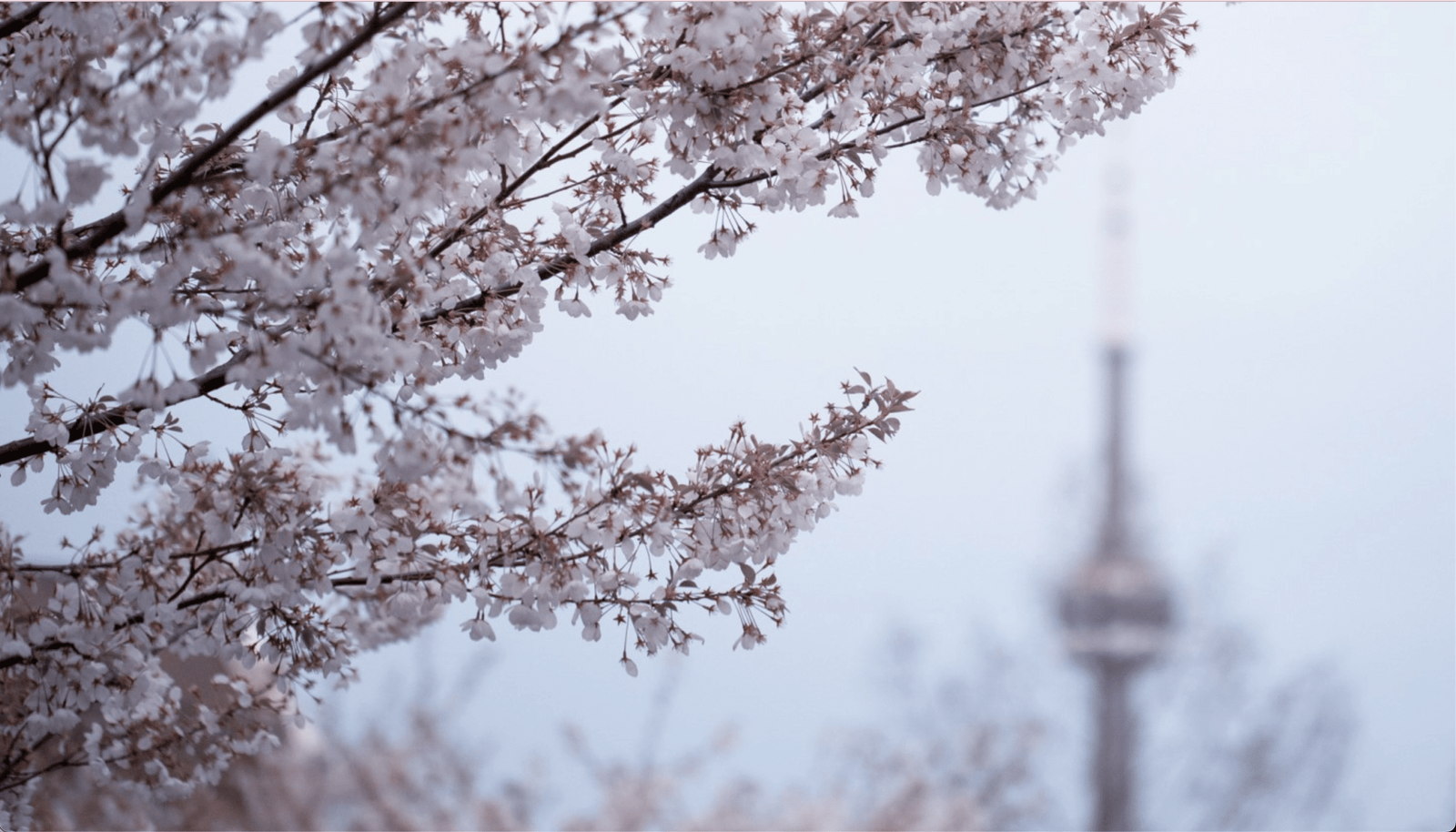 Toronto’s Cherry Blossoms Near Peak Bloom: Where to See the City’s Most Stunning Spring Display